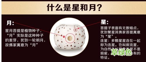星月菩提子的正月比偏月贵多少？