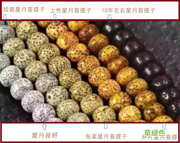 星月菩提价格100元与1000元的差别在哪里？