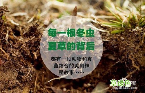 简述冬虫夏草形成过程 冬虫夏草形成的过程视频
