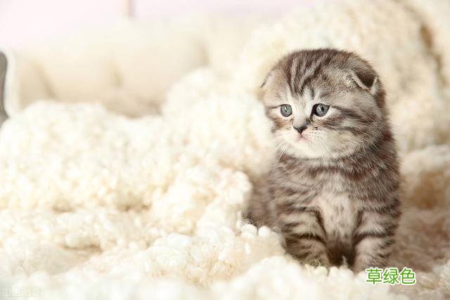 想要养猫咪，一定要起个好听的名字 女猫咪名字