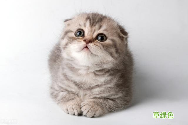 想要养猫咪，一定要起个好听的名字 女猫咪名字