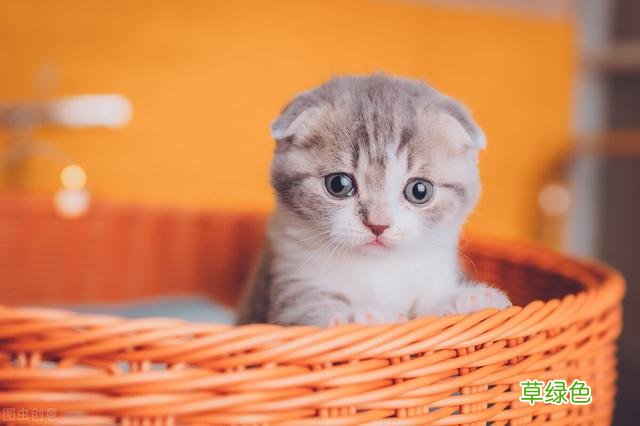 想要养猫咪，一定要起个好听的名字 女猫咪名字
