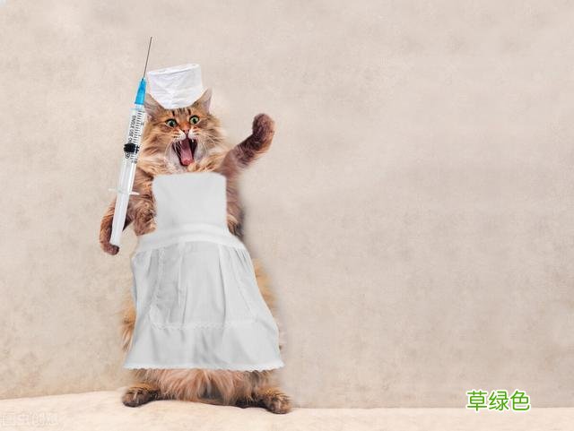 想要养猫咪，一定要起个好听的名字 女猫咪名字