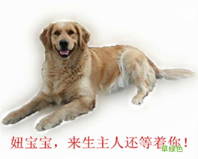 妞宝宝，主人来世还等着你 妞开头名字