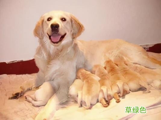 妞宝宝，主人来世还等着你 妞开头名字