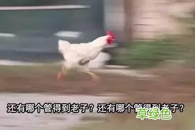栲栳栳、老鼠粄、氽灌肠，全国各地特色小吃你能读对几个？ 姓莜怎么读