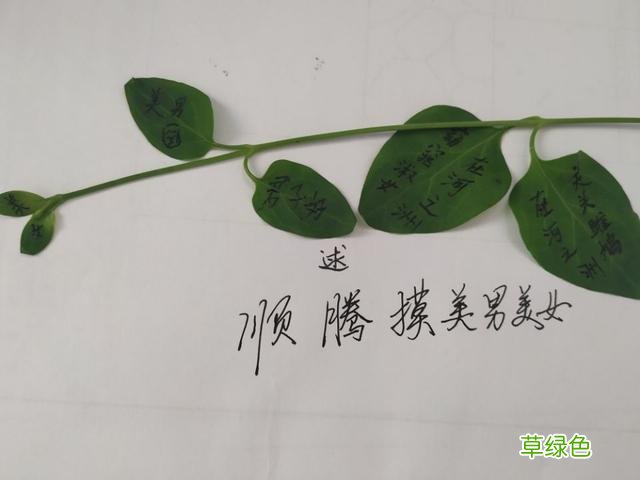 “由，电，申，乡，丁”汉字怎么书写漂亮、标准 子申是什么字