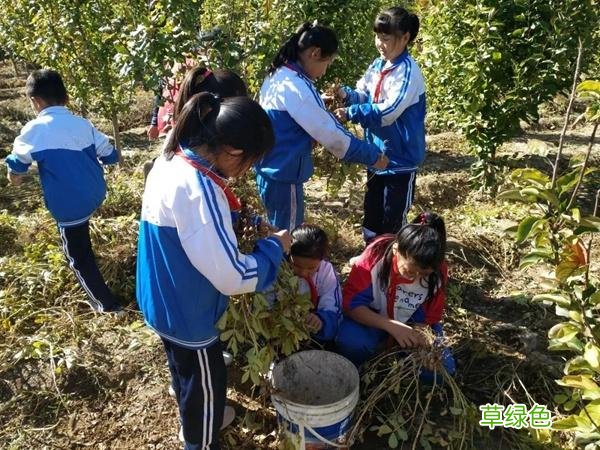 「文明校园风采」九原区哈业胡同中心校：立足本土 办出特色 打造美丽乡村学校 安馨名字