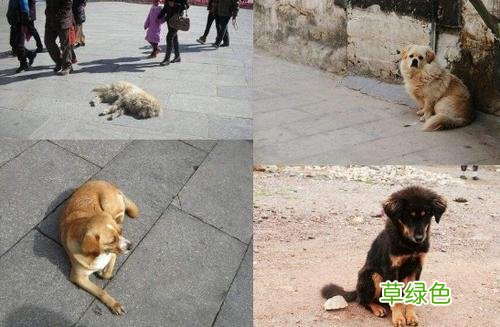 狗咬人会不会感觉不到 狗扑着咬人
