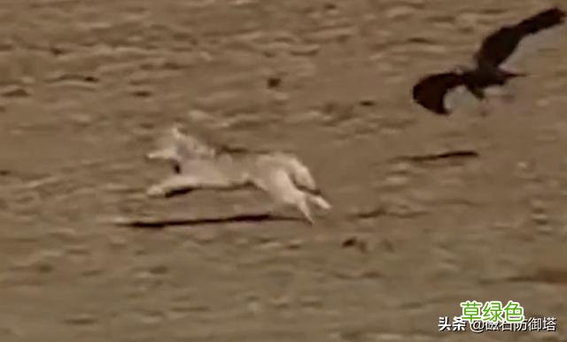 能捕狼的-鸟-？威武的名字一听就是大佬，狼：惹不起惹不起 带狼的名字