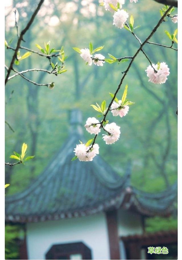 苏东坡为何会如此喜爱这首词,甚至差点侵权? 志和名字