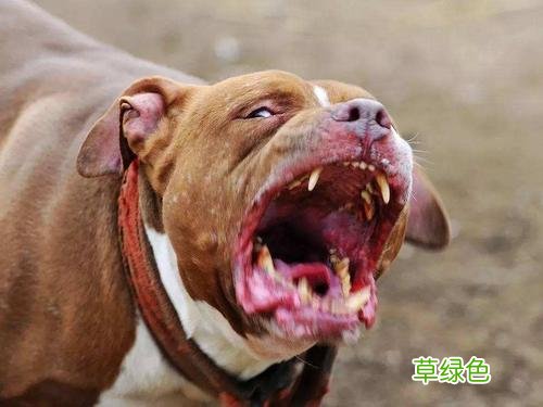 江苏南通恶犬咬人 天津恶犬咬人
