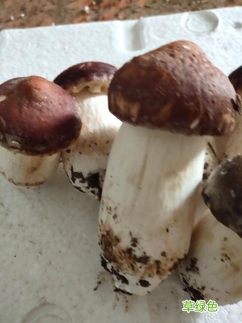 松茸视频大全大图 松茸种植视频大全