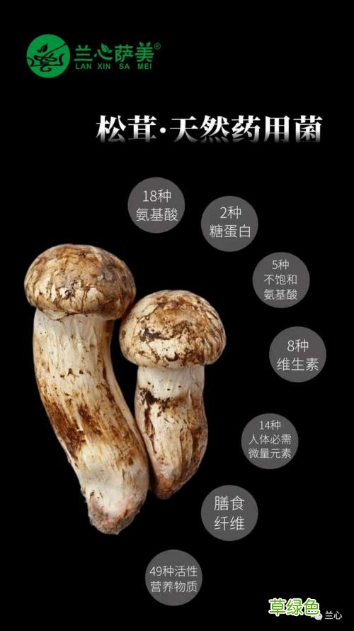 松茸视频大全大图 松茸种植视频大全