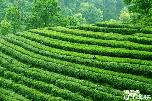 中国六大茶系科普，喝茶不懂这些就尴尬了 带茶名字