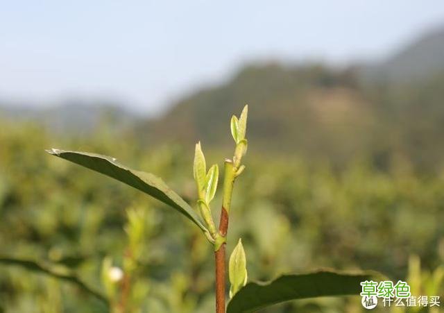 中国六大茶系科普，喝茶不懂这些就尴尬了 带茶名字