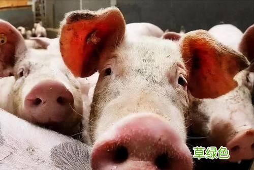 毛猪现在价格多少钱一斤 5月毛猪价格