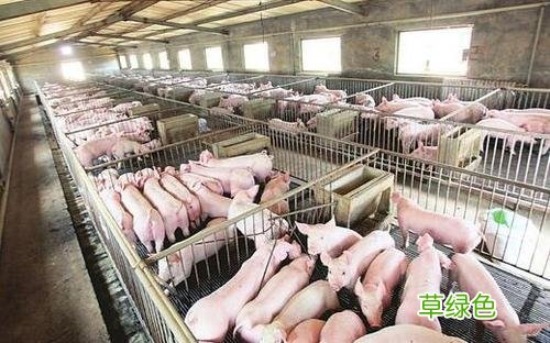 毛猪现在价格多少钱一斤 5月毛猪价格