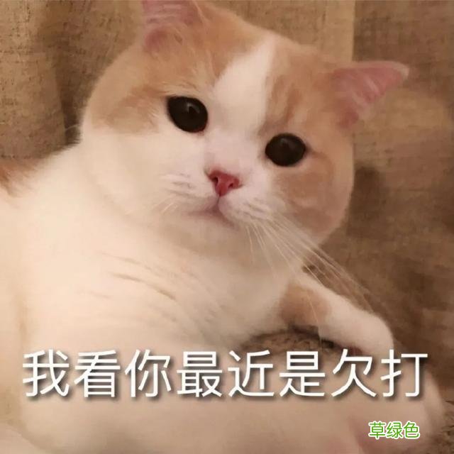 读懂身体语言第一期——手势 手心指什么