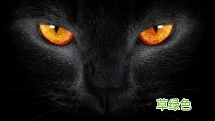 猫为什么能招财？背后竟然是一个流传千年的邪术 招财有什么用