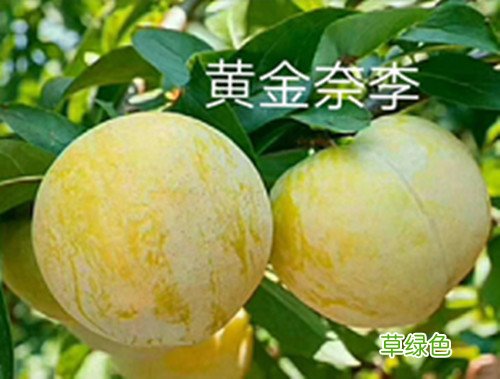 电子炮价格多少钱 奈李价格多少钱