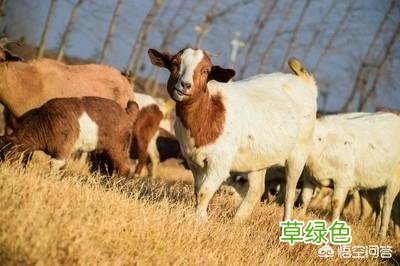 山羊配种时间及配种方法有哪些？什么时候配种好？ 日羊怎么日