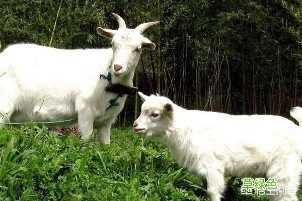 山羊配种时间及配种方法有哪些？什么时候配种好？ 日羊怎么日