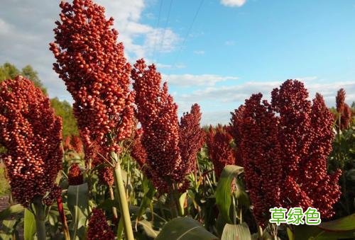 《说文解字》第38课：树上结的果实叫“果”，藤上结的叫什么呢？ 果展笔顺怎么写
