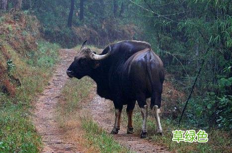 为什么十二生肖中鼠排第一、牛排第二？夸海口是-吹牛-？ 正什么生肖