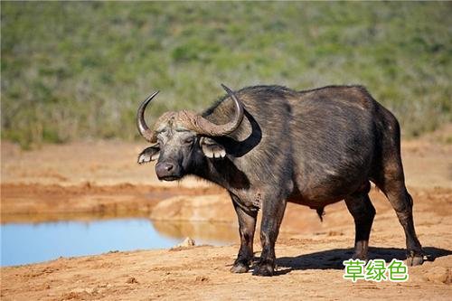 为什么十二生肖中鼠排第一、牛排第二？夸海口是-吹牛-？ 正什么生肖