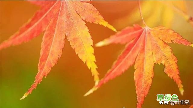 三角枫、五角枫、红枫、枫香、羽毛枫、鸡爪槭，别再傻傻分不清 枫属什么