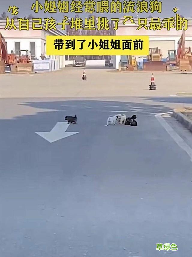 流浪狗妈妈带着6个孩子找上门，挑了1只送给女子：你，我放心 母狗狗名字