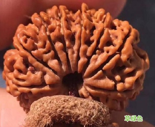 简单说说，金刚菩提纹路的分类！