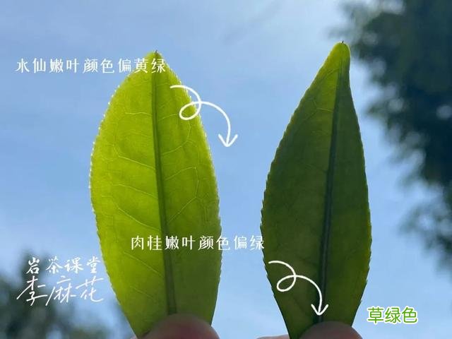 都是岩茶，为何有的三、四冲就成了白开水，有的十几冲仍有滋味？ 淳是什么水