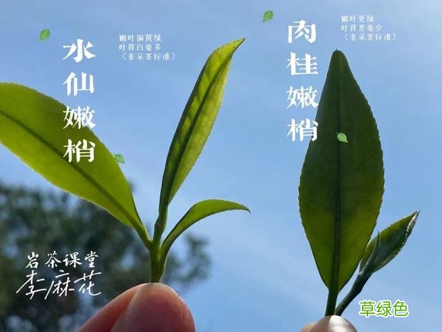 都是岩茶，为何有的三、四冲就成了白开水，有的十几冲仍有滋味？ 淳是什么水