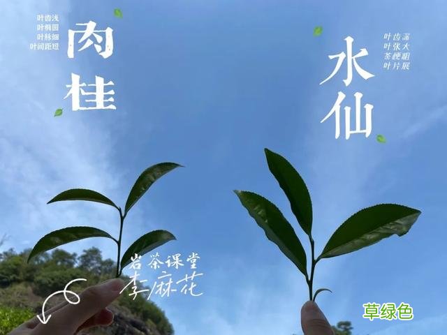 都是岩茶，为何有的三、四冲就成了白开水，有的十几冲仍有滋味？ 淳是什么水