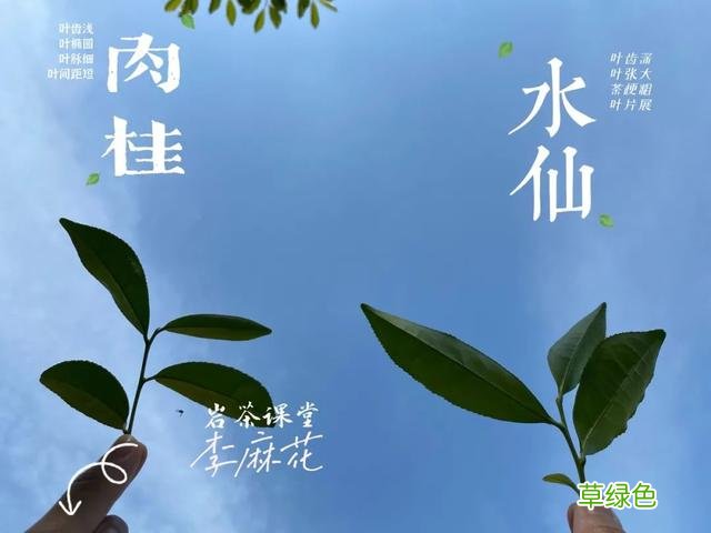 都是岩茶，为何有的三、四冲就成了白开水，有的十几冲仍有滋味？ 淳是什么水