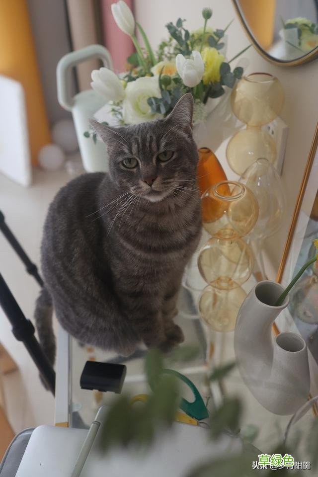 关于给猫猫起什么名字的事情，我听过很多有趣的名字 猫qq名字