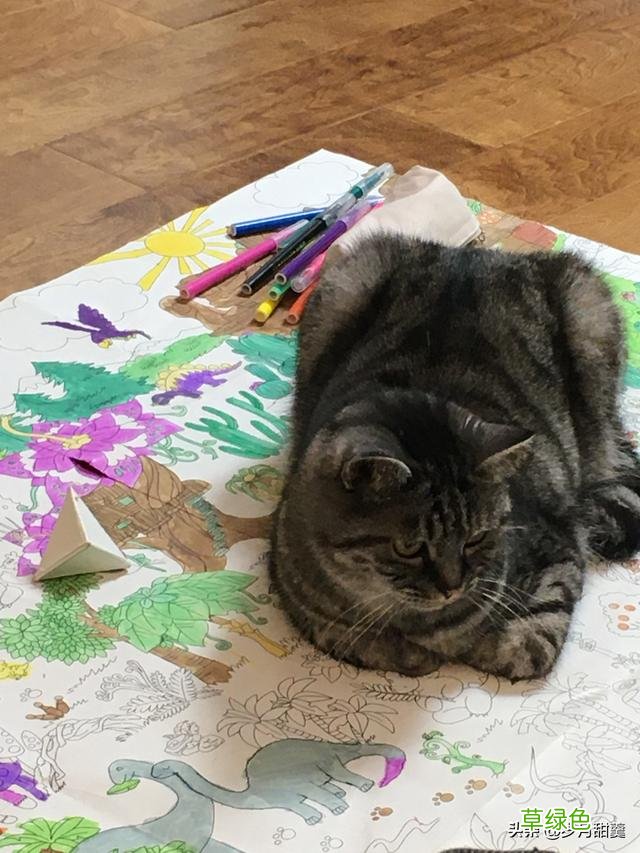 关于给猫猫起什么名字的事情，我听过很多有趣的名字 猫qq名字