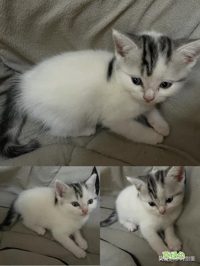 关于给猫猫起什么名字的事情，我听过很多有趣的名字 猫qq名字