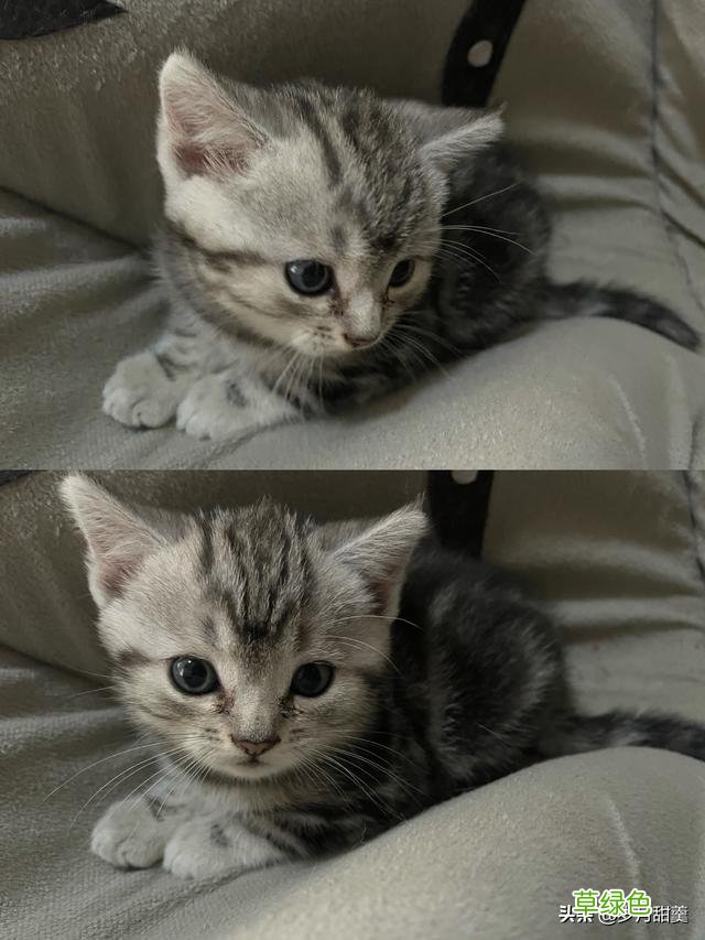 关于给猫猫起什么名字的事情，我听过很多有趣的名字 猫qq名字