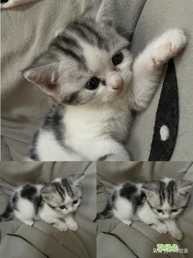 关于给猫猫起什么名字的事情，我听过很多有趣的名字 猫qq名字