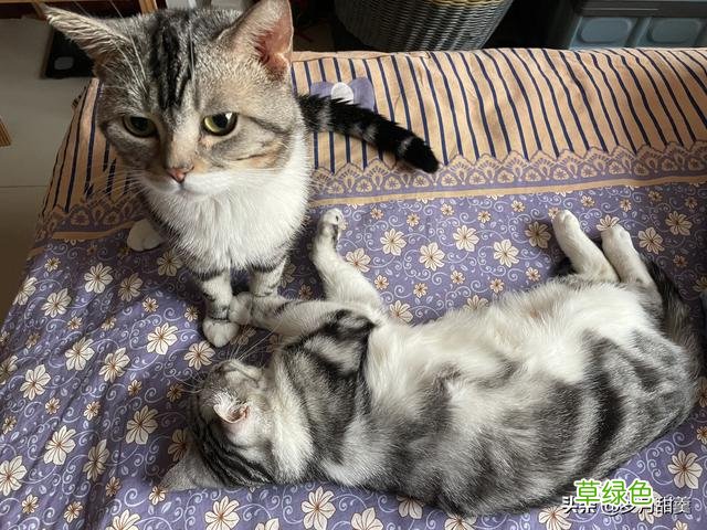 关于给猫猫起什么名字的事情，我听过很多有趣的名字 猫qq名字