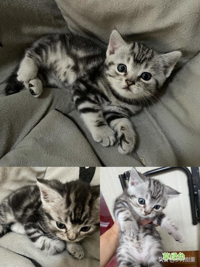 关于给猫猫起什么名字的事情，我听过很多有趣的名字 猫qq名字