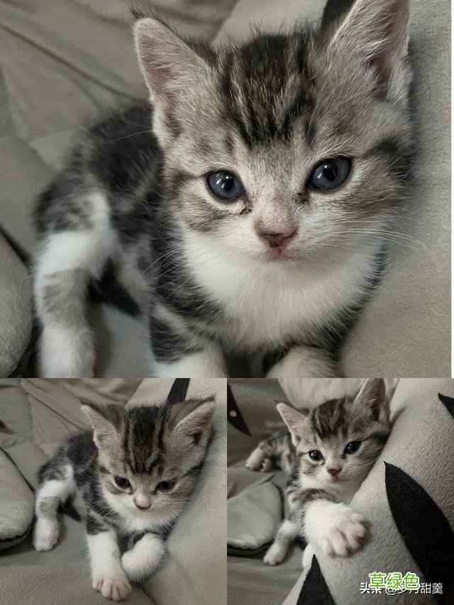 关于给猫猫起什么名字的事情，我听过很多有趣的名字 猫qq名字
