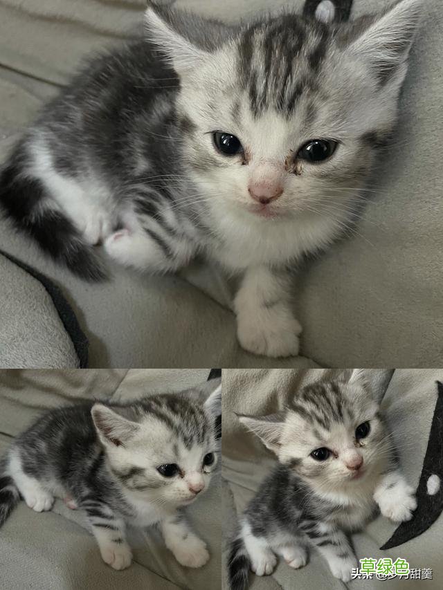 关于给猫猫起什么名字的事情，我听过很多有趣的名字 猫qq名字