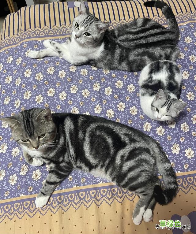 关于给猫猫起什么名字的事情，我听过很多有趣的名字 猫qq名字