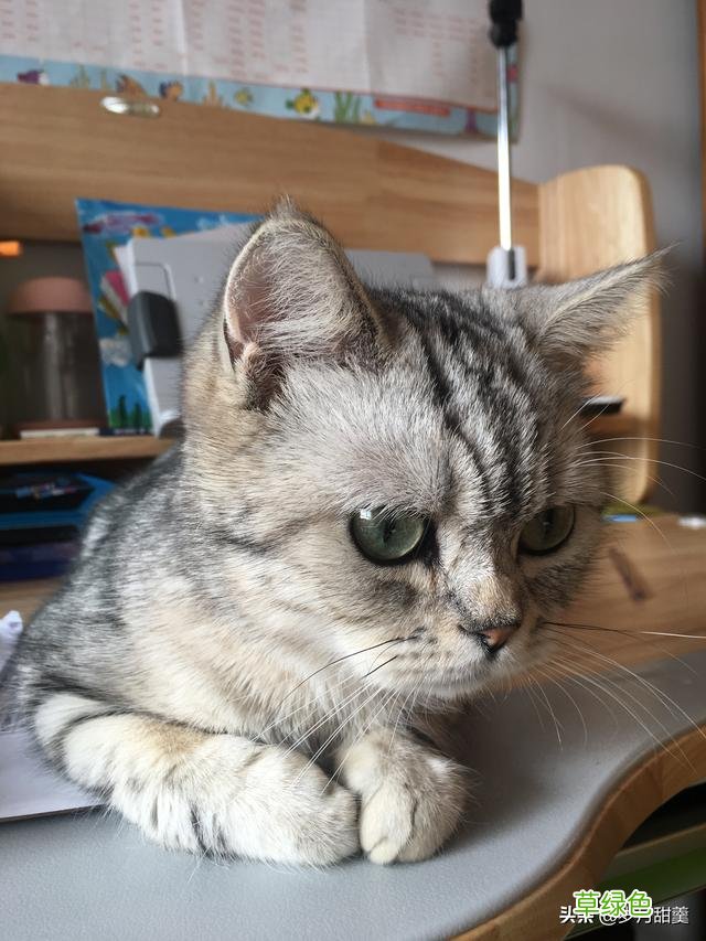 关于给猫猫起什么名字的事情，我听过很多有趣的名字 猫qq名字