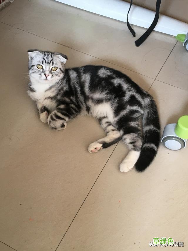 关于给猫猫起什么名字的事情，我听过很多有趣的名字 猫qq名字