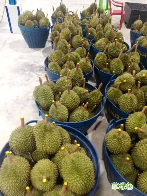 四叶莲多少钱 留莲价格多少钱